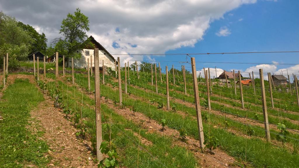 Vineyard Cottage Lustek Novo Mesto Exteriör bild